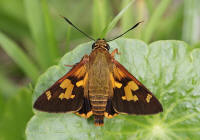 Splendid Ochre Trapezites symmomus 001a DHF small1 - Learn Butterflies